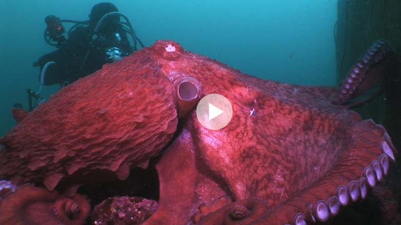 кадр из фильма Animal Instincts - When Monsters Call - The Bizarre Water-World of Noto Peninsula, Japan