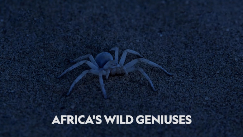 Africa's Wild Geniuses