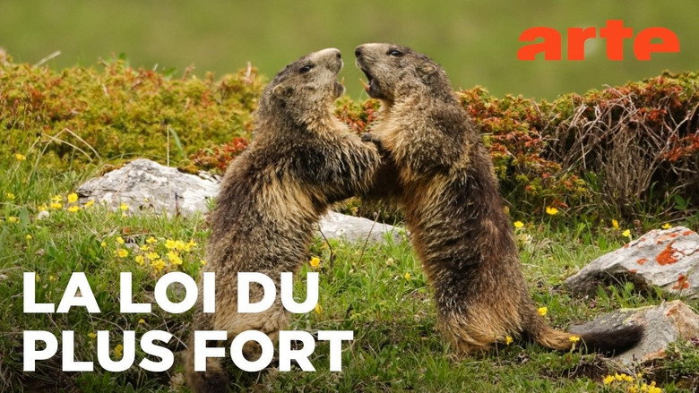 кадр из фильма Marmottes la Guerre des Clans