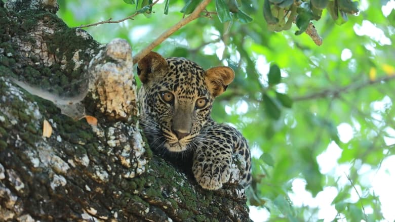 кадр из фильма Sri Lanka: Leopard Dynasty