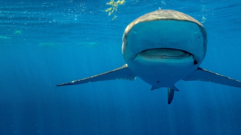 кадр из фильма Sky Sharks