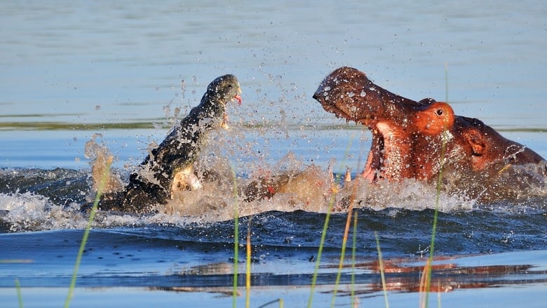 кадр из фильма Hippo vs Croc