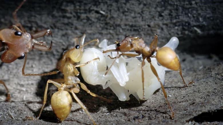 кадр из фильма La Forêt des fourmis