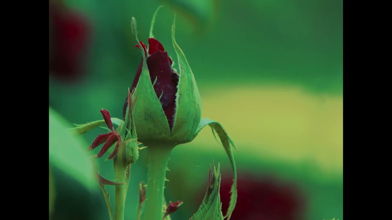 кадр из фильма Adela desde el jardín