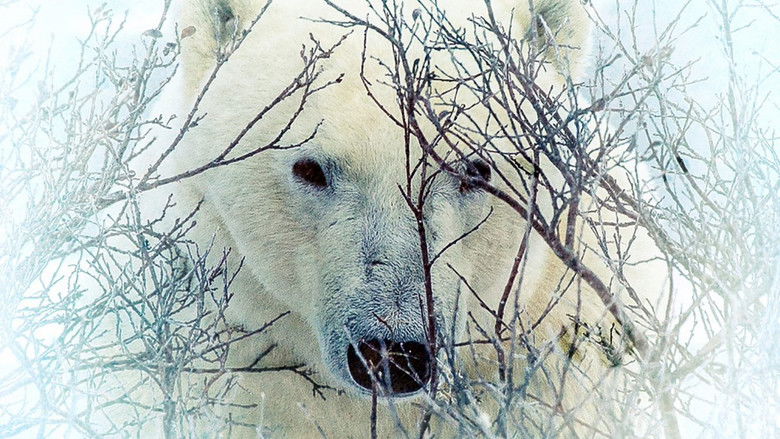 Where the Polar Bears Wait