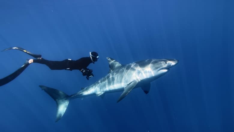 кадр из фильма Great White Shark