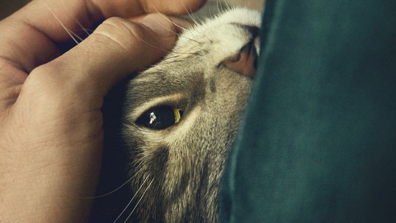 кадр из фильма Кот