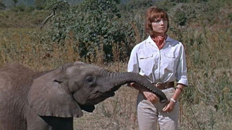 кадр из фильма Хатари!