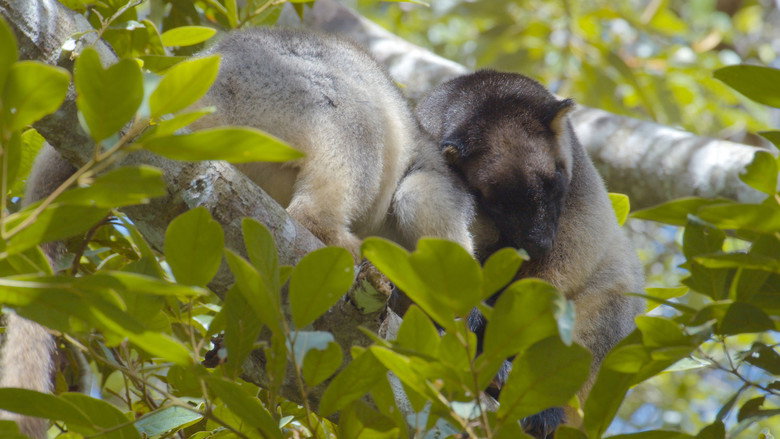 кадр из фильма Tree Kangaroos: Ghosts of the Forest