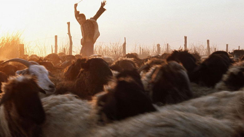 кадр из фильма Тюльпан