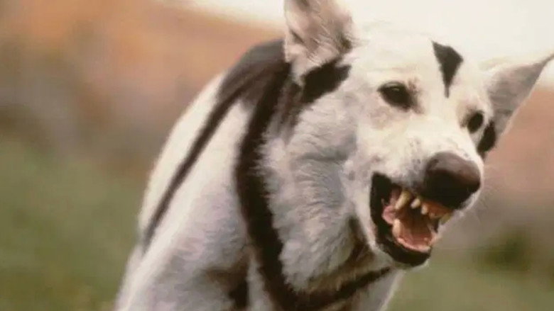 кадр из фильма Atomic Dog