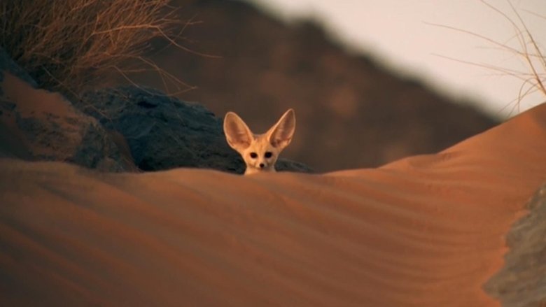 кадр из фильма Super Cute Animals