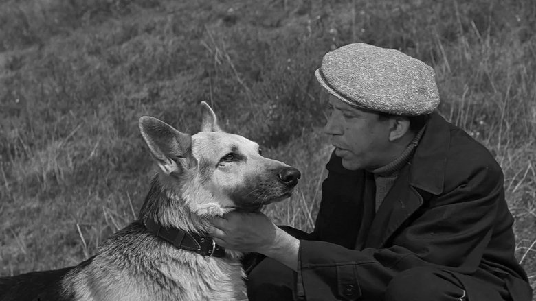 кадр из фильма Ко мне, Мухтар!