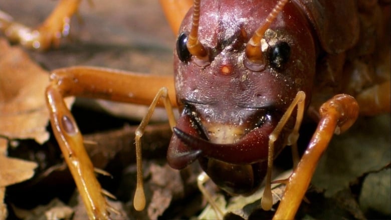 кадр из фильма Самые большие и страшные жуки в мире