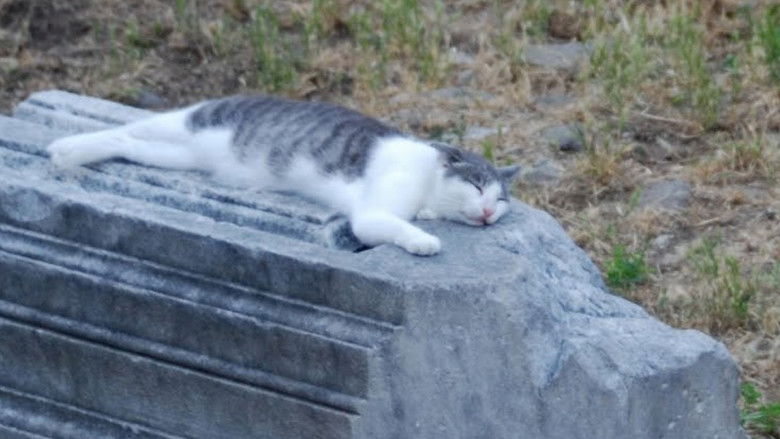 кадр из фильма Cats of Rome