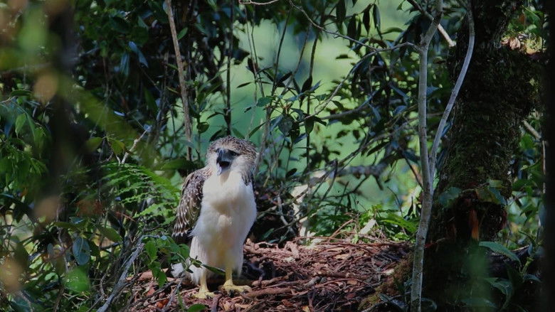 кадр из фильма Bantay Bukid