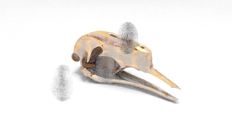 Sexuální boj zboží