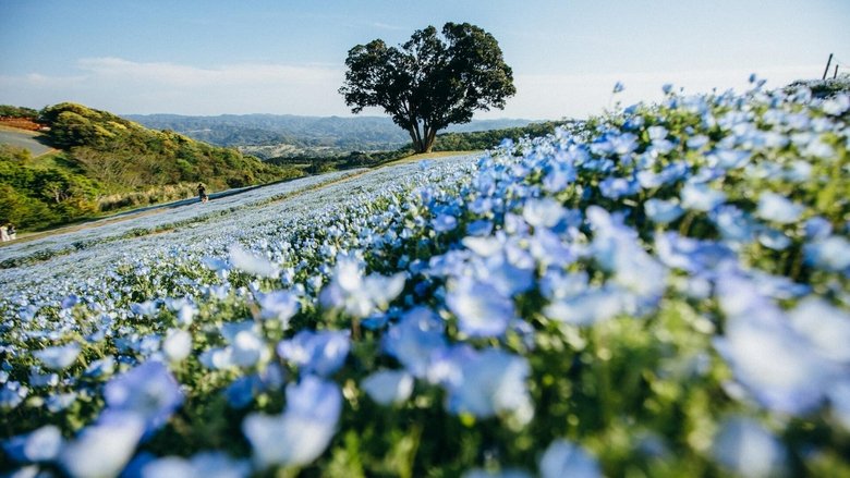 кадр из фильма Le lin, ce trésor français