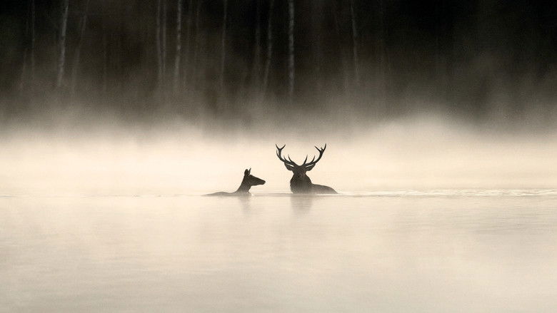 кадр из фильма Le Chant des forêts