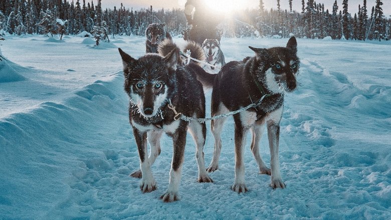 кадр из фильма Snow Dogs: Into the Wild