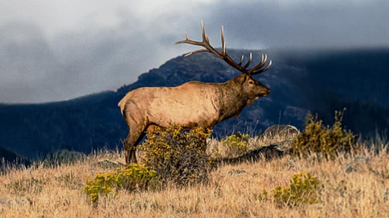 кадр из фильма The Olympic Elk