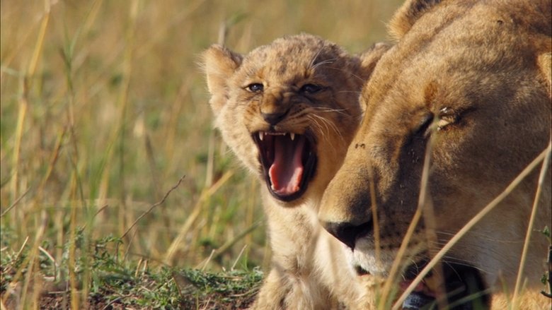 кадр из фильма Малыши в дикой природе