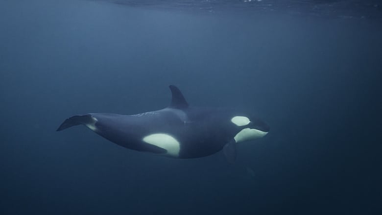 кадр из фильма Magie der Fjorde