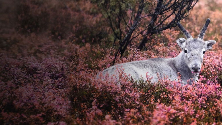 кадр из фильма Приключения оленёнка