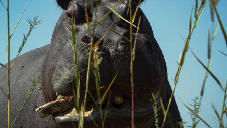 кадр из фильма Pepe