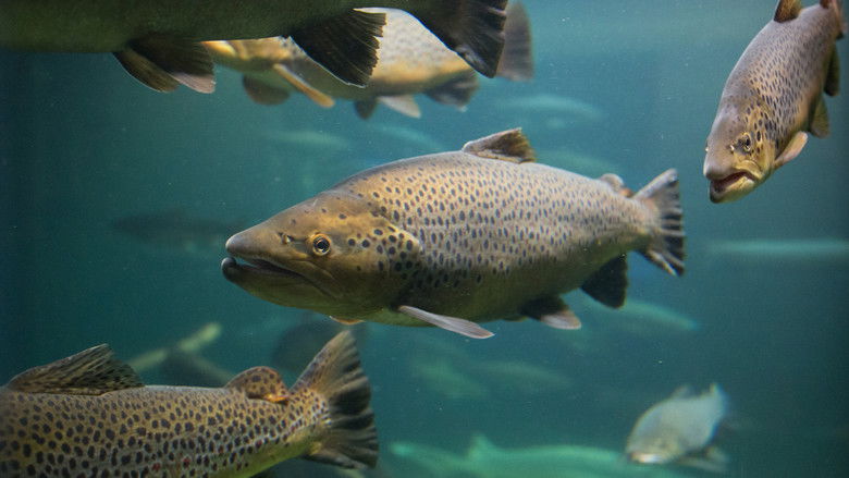 кадр из фильма Magie der Fjorde