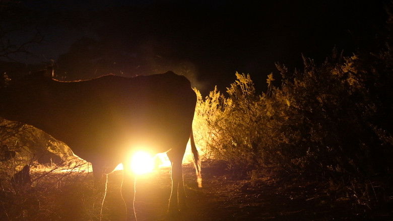 кадр из фильма Luces del desierto