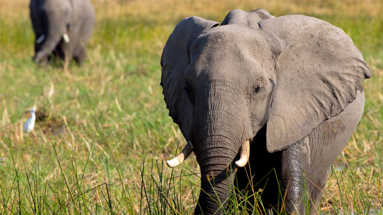 кадр из фильма In the Footsteps of Elephant