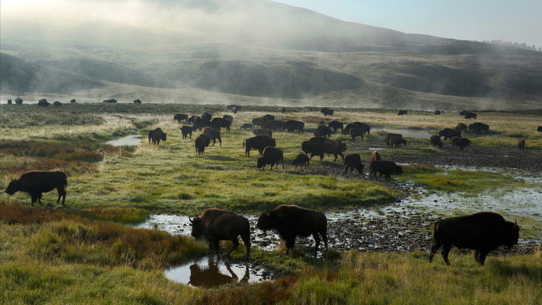 кадр из фильма Symphony for Our World