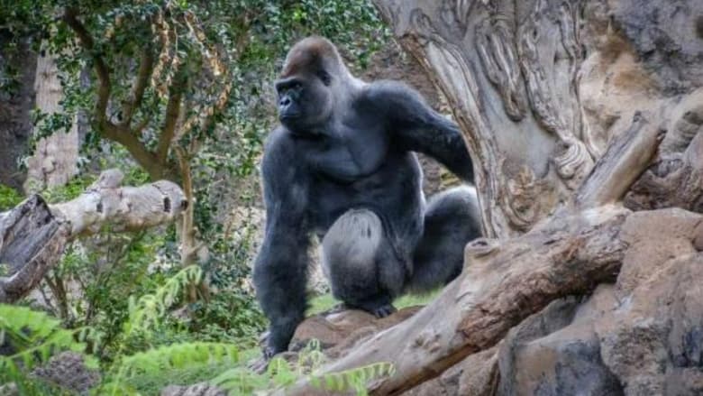 кадр из фильма Gorillas: Rumble in the Jungle