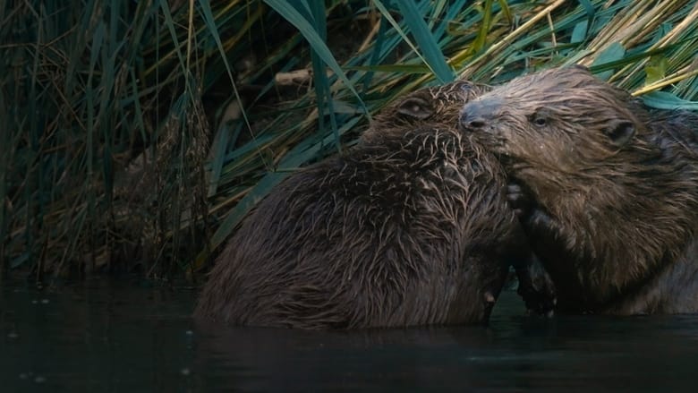 кадр из фильма Castor, la force de la nature