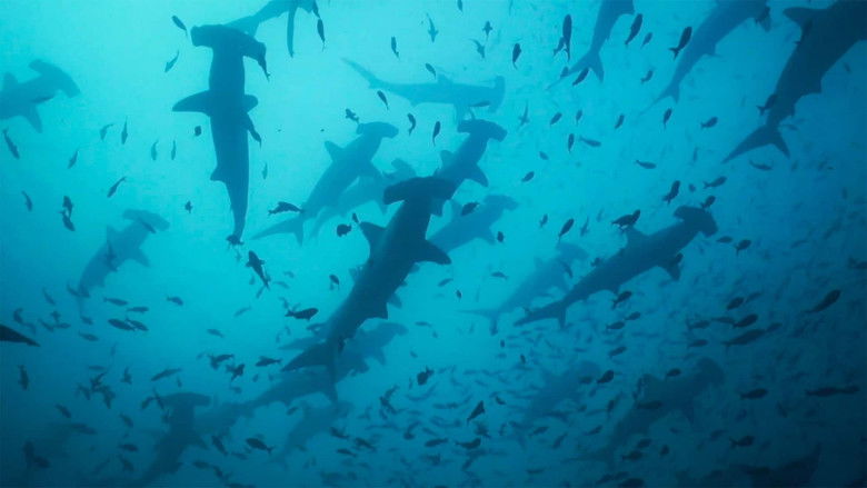 кадр из фильма Migrations: The Big Swim