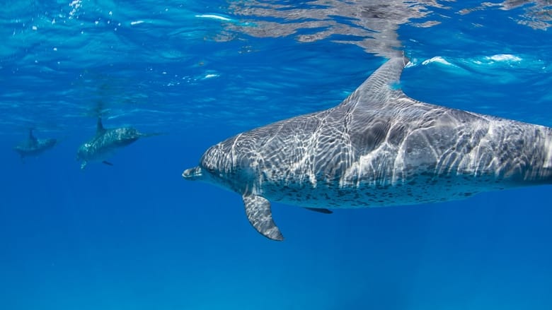 кадр из фильма Sharks Vs. Dolphins: Face Off