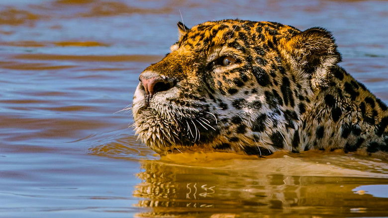 кадр из фильма Jaguars vs. Crocs