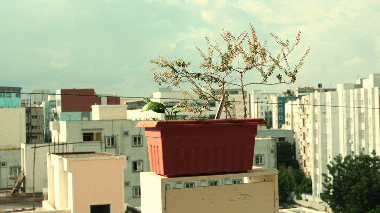 BLOOM