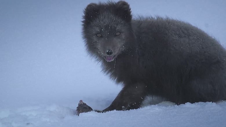 кадр из фильма The Arctic Fox: Still Surviving