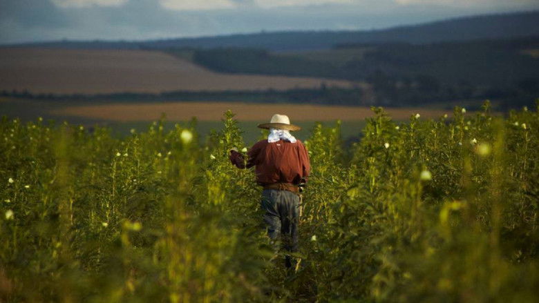 кадр из фильма O Plantador de Quiabos