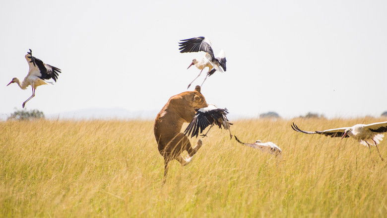 кадр из фильма Wild Covid, pandemia salvaje