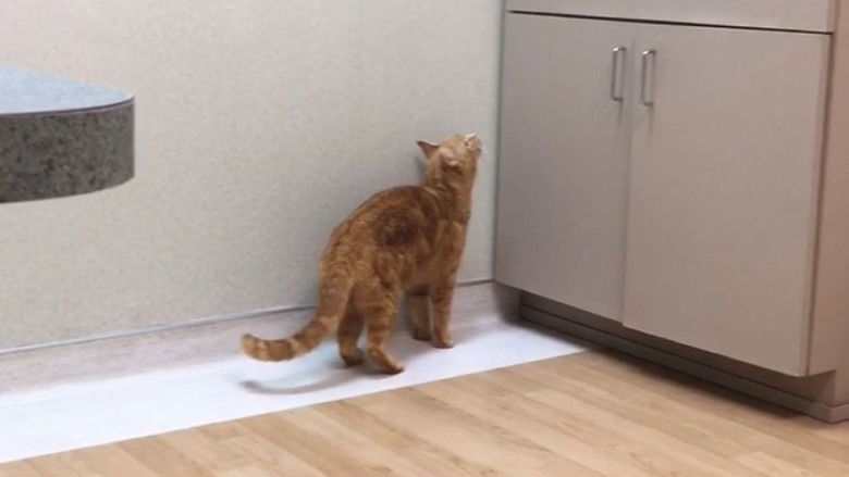 кадр из фильма The Adventures of Murphy the Cat #4