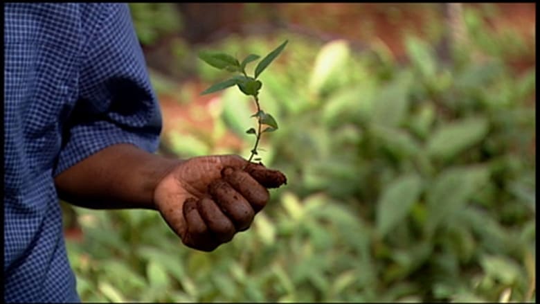 кадр из фильма Taking Root: The Vision of Wangari Maathai
