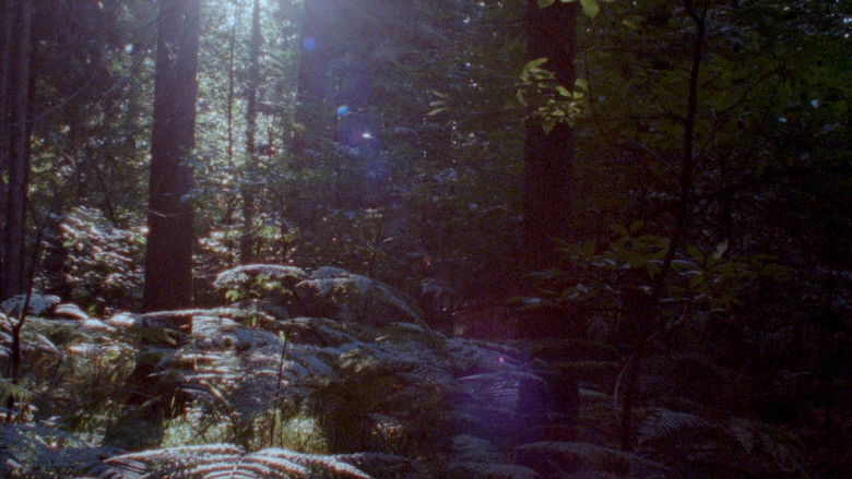 кадр из фильма Obzornik 670 – Rdeči gozdovi