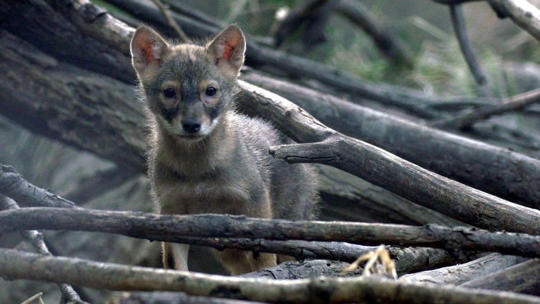 кадр из фильма Vad Kunság – A Puszta rejtett élete