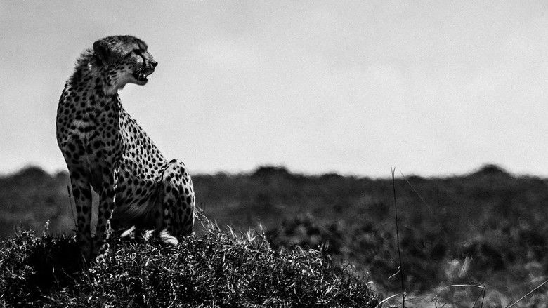 кадр из фильма Félins, noir sur blanc