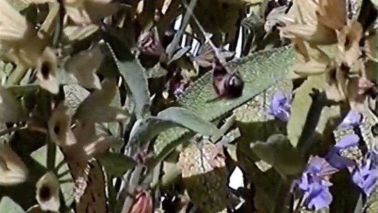 кадр из фильма Documenting Selfie Intern #1