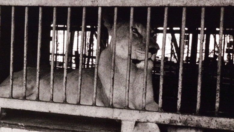 кадр из фильма The Lioness