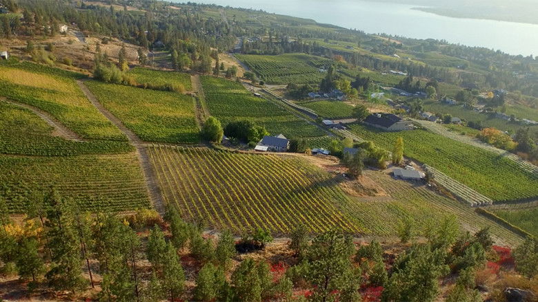 кадр из фильма The Orchard